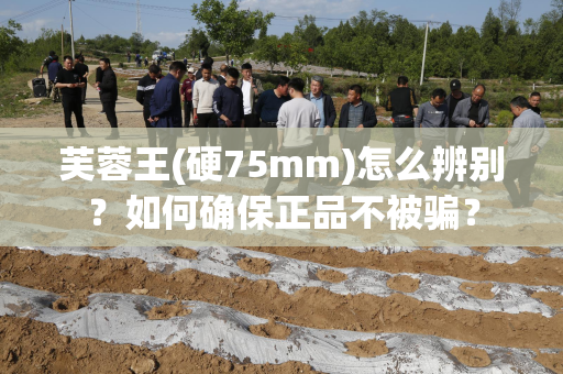 芙蓉王(硬75mm)怎么辨别？如何确保正品不被骗？